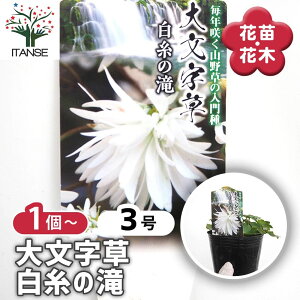 【マラソン期間★ポイント5倍】 大文字草(ダイモンジソウ) 白糸の滝 【 花苗 3号 】 耐寒性 多年草 露地植え シェードガーデン 山野草 花苗 お花の苗 花 生け花 切花 切り花