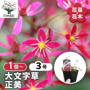 【マラソン期間★ポイント5倍】 大文字草(ダイモンジソウ) 正美 【 花苗 3号 】 耐寒性 多年草 露地植え シェードガーデン 山野草 花苗 お花の苗 花 生け花 切花 切り花
