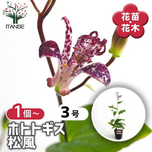 【マラソン期間★ポイント5倍】 ホトトギス 松風 【 花苗 3号 】 杜鵑草 油点草 ユテンソウ 山野草 花苗 花 苗 苗木 花の苗 花木苗 花木 ガーデニング 庭植え 地植え 鉢植え ベランダ