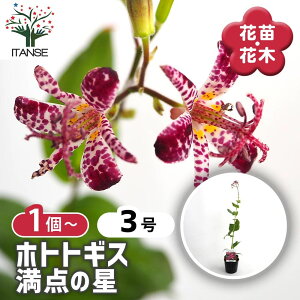 【マラソン期間★ポイント5倍】 ホトトギス 満点の星 【 花苗 3号 】 杜鵑草 油点草 ユテンソウ 山野草 花苗 花 苗 苗木 花の苗 花木苗 花木 ガーデニング 庭植え 地植え 鉢植え ベランダ