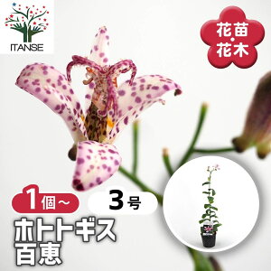 【マラソン期間★ポイント5倍】 ホトトギス 百恵 【 花苗 3号 】 杜鵑草 油点草 ユテンソウ 山野草 花苗 花 苗 苗木 花の苗 花木苗 花木 ガーデニング 庭植え 地植え 鉢植え ベランダ