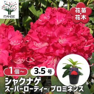 y}\ԁ|Cg5{z VNiQ X[p[[fB[v~lX y Ԗؕc 3.5 z [hfh Rhododendron |i K[fjO V{c[ ӏ