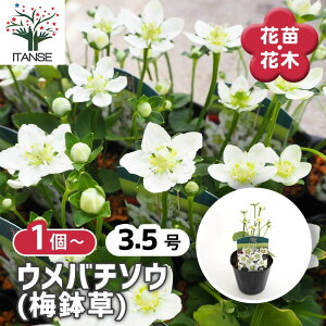 【マラソン期間★ポイント5倍】 ウメバチソウ(梅鉢草) 【 花苗 3.5号 】 ウメバチソウ 梅鉢草 Parnassia palustris 多年草 梅鉢 紋所 家紋 星梅鉢 花苗 お花の苗 花 生け花 切花 切り花 即出荷 即納