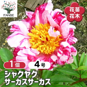 y}\N[|zzz VNN T[JXT[JX y Ԗؕc 4^1 z 䉖 V{c[ LO c c A K[fjO Ԓd 뉀