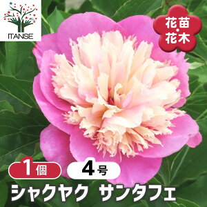 【送料無料】 シャクヤク サンタフェ 【 花木苗 4号/1個売り 】 芍薬 シンボルツリー 記念樹 苗 苗木 庭植え ガーデニング 花壇 庭園
