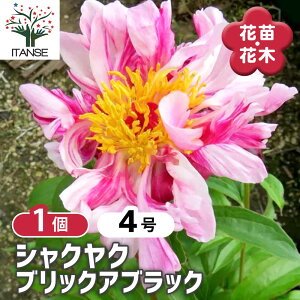 y}\N[|zzz VNN ubNAubN y Ԗؕc 4^1 z 䉖 V{c[ LO c c A K[fjO Ԓd 뉀