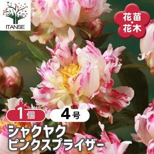 【送料無料】 シャクヤク ピンクスプライザー 【 花木苗 4号/1個売り 】 芍薬 シンボルツリー 記念樹 苗 苗木 庭植え ガーデニング 花壇 庭園