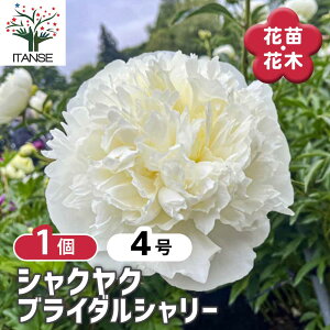 【送料無料】 シャクヤク ブライダルシャリー 【 花木苗 4号/1個売り 】 芍薬 シンボルツリー 記念樹 苗 苗木 庭植え ガーデニング 花壇 庭園