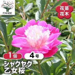 【送料無料】 シャクヤク 乙女桜 【 花木苗 4号/1個売り 】 芍薬 シンボルツリー 記念樹 苗 苗木 庭植え ガーデニング 花壇 庭園