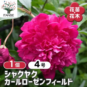 y}\N[|zzz VNN J[[[tB[h y Ԗؕc 4^1 z 䉖 V{c[ LO c c A K[fjO Ԓd 뉀