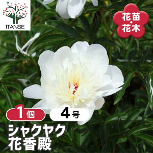 【送料無料】 シャクヤク 花香殿(かこうでん) 【 花木苗 4号/1個売り 】 芍薬 シンボルツリー 記念樹 苗 苗木 庭植え ガーデニング 花壇 庭園
