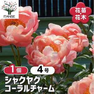 【送料無料】 シャクヤク コーラルチャーム 【 花木苗 4号/1個売り 】 芍薬 シンボルツリー 記念樹 苗 苗木 庭植え ガーデニング 花壇 庭園