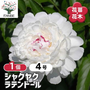 y}\N[|zzz VNN eh[ y Ԗؕc 4^1 z 䉖 V{c[ LO c c A K[fjO Ԓd 뉀