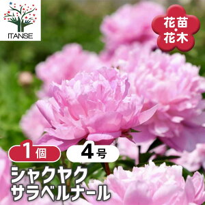 y}\N[|zzz VNN Txi[ y Ԗؕc 4^1 z 䉖 V{c[ LO c c A K[fjO Ԓd 뉀