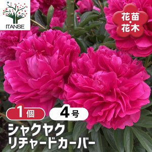 yz VNN `[hJ[o[ y Ԗؕc 4^1 z 䉖 V{c[ LO c c A K[fjO Ԓd 뉀