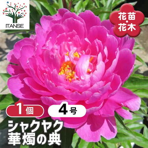 y}\N[|zzz VNN ؐC̓T(傭̂Ă) y Ԗؕc 4^1 z 䉖 V{c[ LO c c A K[fjO Ԓd 뉀