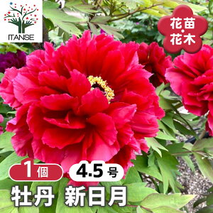 【送料無料】 牡丹 新日月 【 花木苗 4.5号/1個売り 】 花の王 お花の苗 花 生け花 切花 切り花 花木 庭木 庭 庭園 室内 鉢植え 育てやすい 寄せ植え ガーデニング