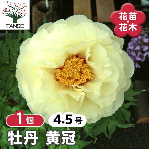 【送料無料】 牡丹 黄冠 【 花木苗 4.5号/1個売り 】 花の王 お花の苗 花 生け花 切花 切り花 花木 庭木 庭 庭園 室内 鉢植え 育てやすい 寄せ植え ガーデニング