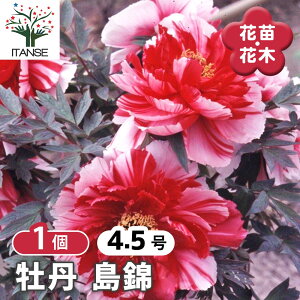 【送料無料】 牡丹 島錦 【 花木苗 4.5号/1個売り 】 花の王 お花の苗 花 生け花 切花 切り花 花木 庭木 庭 庭園 室内 鉢植え 育てやすい 寄せ植え ガーデニング