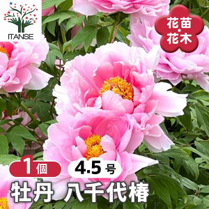 【送料無料】 牡丹 八千代椿 【 花木苗 4.5号/1個売り 】 花の王 お花の苗 花 生け花 切花 切り花 花木 庭木 庭 庭園 室内 鉢植え 育てやすい 寄せ植え ガーデニング