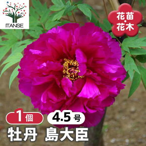 【送料無料】 牡丹 島大臣 【 花木苗 4.5号/1個売り 】 花の王 お花の苗 花 生け花 切花 切り花 花木 庭木 庭 庭園 室内 鉢植え 育てやすい 寄せ植え ガーデニング