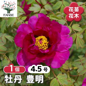 【送料無料】 牡丹 豊明 【 花木苗 4.5号/1個売り 】 花の王 お花の苗 花 生け花 切花 切り花 花木 庭木 庭 庭園 室内 鉢植え 育てやすい 寄せ植え ガーデニング