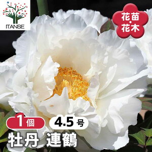 【送料無料】 牡丹 連鶴 【 花木苗 4.5号/1個売り 】 花の王 お花の苗 花 生け花 切花 切り花 花木 庭木 庭 庭園 室内 鉢植え 育てやすい 寄せ植え ガーデニング