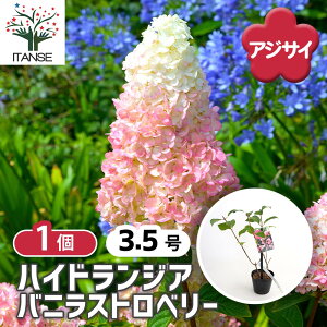 【送料無料】 ハイドランジア バニラストロベリー 【 花木苗 3.5号/1個売り 】 花木 花木の苗 花の苗 アジサイ あじさい 紫陽花