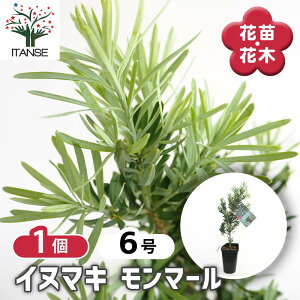 yz Ck}L }[ y Ԗؕc 6^1 z F s~bh^ _ DF   }L z}L Podocarpus elongatus Monmal V{c[ LO Ԗ c c Ԃ̕c