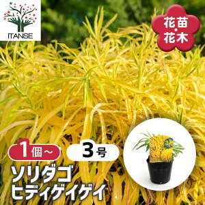 【送料無料】 ソリダゴ ヒディゲイゲイ 【 花苗 3号 】 キク科 耐寒性 宿根草 Solidago セイタカアワダチソウ 切り花 多年草 花苗 お花の苗 花 生け花 切花 切り花 花木 庭木 即出荷 即納 即日出