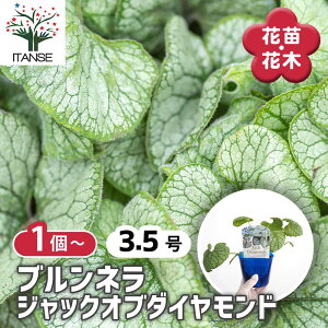 yz ul WbNIu_Ch y ԕc 3.5 z K[fjO ӏ ͔| 뉀 ؉ Brunneramacrophylla   x_ ӏܗp