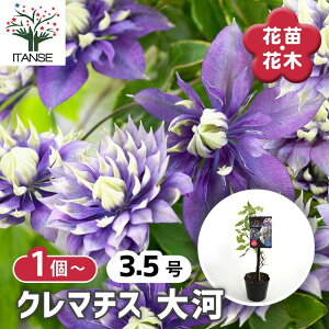 yz N}`X  y ԕc 3.5 z Ԃ̕c Ԗ؂̕c Ԗ  JUO} S ebZ