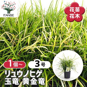 yz EmqQ ʗ  y ԕc 3 z J[[t Ԃ̕c ̕E OhJo[