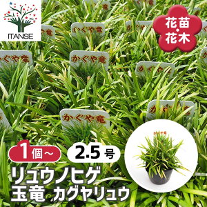 yz EmqQ ʗ JOE y ԕc 2.5 z J[[t Ԃ̕c ̕E OhJo[