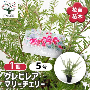 y}\N[|zzz OrA }[`F[ y Ԗؕc 5^1 z OrA̕c uX^ nSmL VmumL VL[I[N ΍ Ԗ