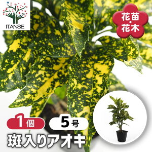 y}\N[|zzz AIL y Ԗؕc 5^1 z AIL     Â AILo V{c[ LO Ԗ c c Ԃ̕c A nA A