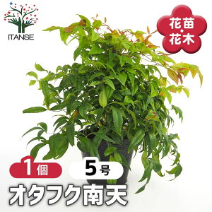 【マラソン期間★ポイント5倍】 オタフク南天 【 庭木 5号/1個売り 】 花木 花木の苗 花苗 お多福 オカメナンテン ガーデニング