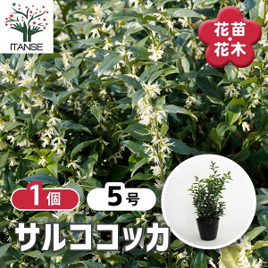 y}\N[|zzz TRRbJ y Ԗؕc 5^1 z RbJmL Sarcococca  RpNg Ύ V{c[ LO Ԗ c c Ԃ̕c A nA A 