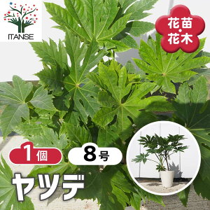 y}\N[|zzz cf y Ԗؕc 8^1 z A   cf cMV{ atsia japonica spp. eOmE` V̂