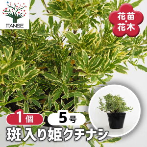 y}\N[|zzz N`iV PN`iV y Ԗؕc 5^1 z Ԗ Ԗ؂̕c Ԃ̕c K[fjA R 