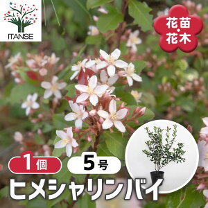 y}\N[|zzz qVoC y Ԗؕc 5^1 z Ύ o  ԗ֔~ XH t ؃V{c[ _ ډB ~ ZΐF RgXg ȉ V