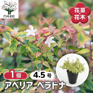 yz AxA xhi y Ԗؕc 4.5^1 z Ԃ̕c XCJY K[fjO  A Ԗ