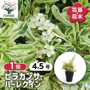 yz sJT n[[NC[ y  4.5^1 z gLTUV _ gsA[   gt  [