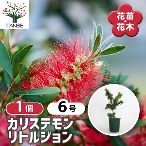 yz JXe gW y Ԗؕc 6^1 z JXe uV̖ uVmL  L|EW {gubV  ni}L ԕc