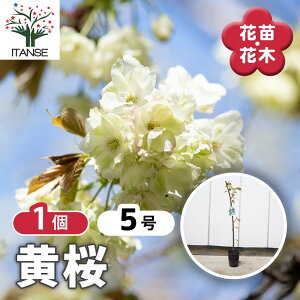 y}\N[|zzz ̕c  y Ԗؕc 5^1 z TN  cherry blossom Cerasus |i V{c[