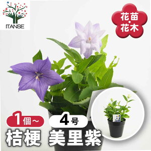 yz j[̕c (~TgTL) y ԕc 4 z LLE Platycodon grandiflorus IJggL AmqtL {oi goi ~Xx