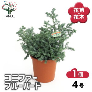 yz Rjt@[ u[o[h y  4^1 z  jt NX}Xc[ɂANX}X[XƂĂgp܂