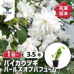 yz ~ԋ(oCJEcM) p[YIupt[ y Ԗؕc 3.5 z Ԗ Ԗ؂̕c Ԃ̕c ~ԋ  c oCJEcM ~ԃEcM R~ Tc}EcM tX}EcM