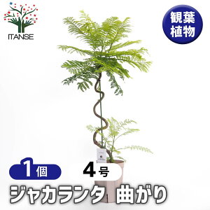 yz WJ_(WJ^) Ȃ y Ԗؕc 4^1 z ϗtA rO ItBX  CeA ^  IV Ă₷ j j