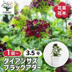 y}\N[|zzz _CATX ubNA_[ y ԕc 3.5 z ԕc Ԃ̕c  c K[fjO